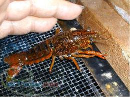 فروش عمده لابستر زنده فروش ویژه خرچنگ اب شیرین