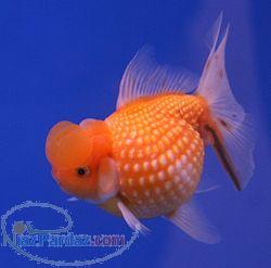 انواع اکواریوم های شیک ایرانی و خارجی با بهترین