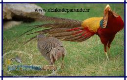 تخم نطفه دار انواع مرغ و خروس زینتی 09116074881