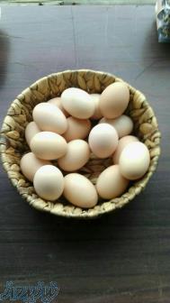فروش جوجه بلدرچین مرغ بومی وگوشتی وتخم نطفه دار