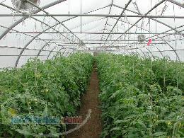 پذیرش کارآموز جهت گلخانه