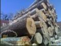 فروش چوب چنار