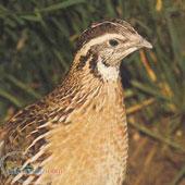 شریک مرغ بومی