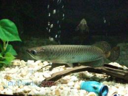 فروش ماهی تزیینی