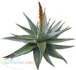 الوئه ورا آمل