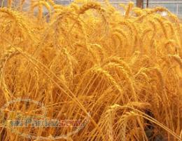 فروش ارد ستاره نول خبازی