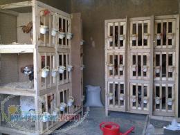 فروشگاه خروس لاری