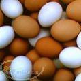تولید و پخش عمده تخم مرغ قهوه ای و سفید