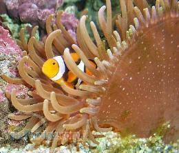 فروش ماهي زينتي آکواريومي آب شور