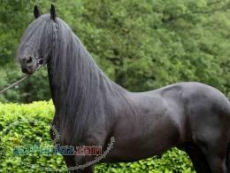 فروش يك رأس اسب سيلمي فريزين Friesian))
