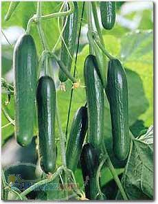 فروش بذر خیار آمریکایی ASGROW