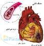 داروی بیماری های قلبی