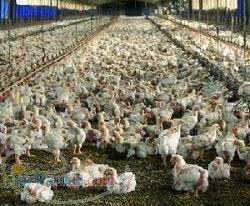 فروش مرغداری گوشتی 20 هزار قطعه ای
