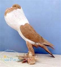 خریدار کبوتر بالنی ( بادکنکی )