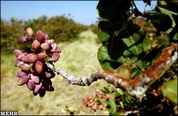 خرید و فروش و اجاره باغ پسته  - سمنان