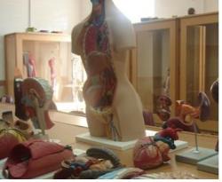 وارد کننده انواع مولاژ انسان و حیوان  - تهران