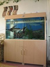 اکواریوم و پنگوسی  - تهران