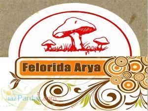 فروش قارچ صدفی