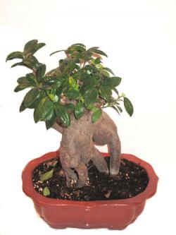 فروش بونسای و گیاهان اپارتمانی  - تهران