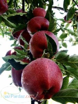 بورس سیب اسکندری(خرید و فروش سیب درختی )