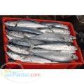 واردات ماهی اسکیپجک و یلوفین جهت تولید تن ماهی