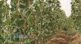 فروش نهال صنوبر