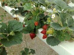 گلخانه هیدروپونیک توت فرنگی به روش nft  - سمنان