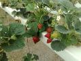 گلخانه هیدروپونیک توت فرنگی به روش nft  - سمنان