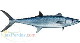 خرید و فروش ماهی منجمد