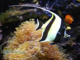 آکوا نمو فروشگاه لوازم آبزیان وآکواریوم