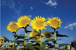 تخمه افتابگردان