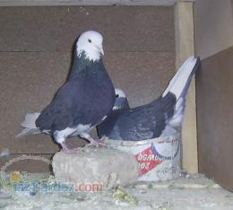 خرید و فروش کبوتر