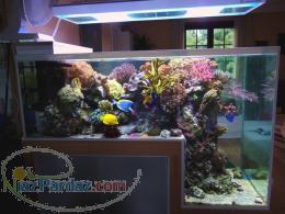 ساخت و راه اندازی آکواریوم های آب شور کم مصرف