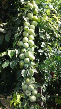 فروش انواع نهال مثمر وغیر مثمر با کیفیت