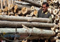 خرید انواع چوب با قیمت فوق العاده