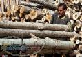 خرید انواع چوب با قیمت فوق العاده