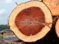 فروش فوق العاده چوب پهن برگ در شمال کشور