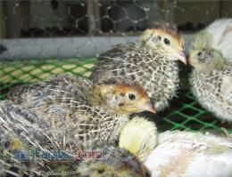 فروش بلدرچین دزفول