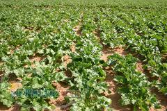 فروش علف کش پروگرس