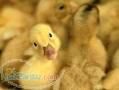 فروش جوجه اردک پرورشی و جوجه رسمی 1 روزه و 1 ماه