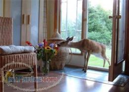 دوطبقه راه ورود جدا و امتیازت دو واحدی 100 میلیون