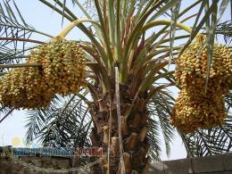 رطب و خرمای کبکاب درجه 1 استان بوشهر