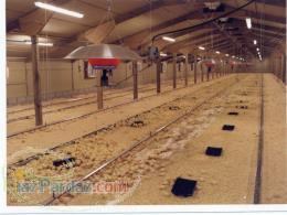 گرمایش مرغداری گرمایش چتری کم مصرف