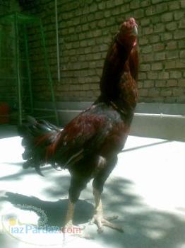 فروش خروس لاری