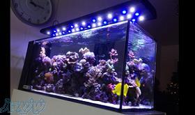 آکواریوم آب شور(ساخت –ارتقاء- سرویس- فروش انواع ما
