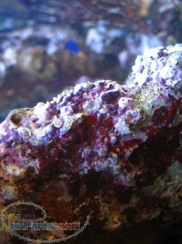 فروش لایوراک تصفیه شده به قیمت عمده