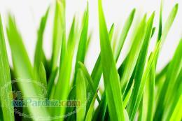 کنترلر دما و رطوبت در گلخانه