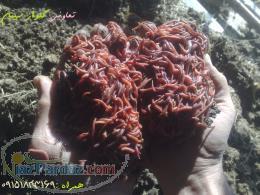 خریدوفروش ورمی کمپوست کرم خاکی