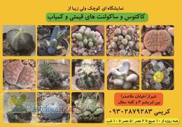 شیراز کاکتوس ساکولنت