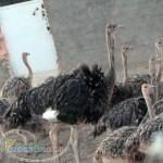 خريدوفروش جوجه شترمرغ در اصفهان